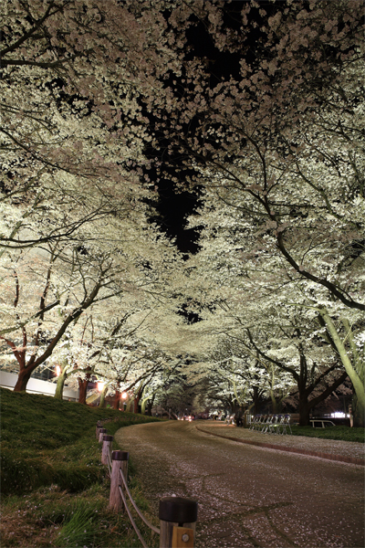シルクホール桜.jpg